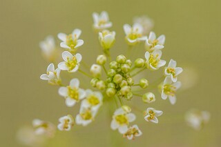 歌颂老师的诗词红烛赞(歌颂老师的诗有哪些)