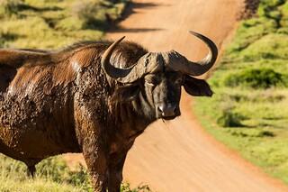 草之歌作文（草之歌作文怎么写）