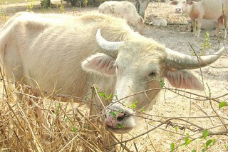 技术咨询合同(正式版)（技术咨询服务合同免费模板）