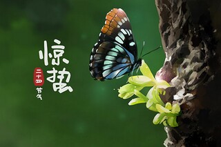 油菜花作文（油菜花作文300字三年级）