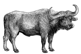 《曾子易箦》文言文原文注释翻译(曾子易箦解释)