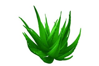 预祝考试成功的句子（表示预祝考试成功的祝福语）