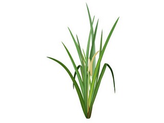 端午赛龙舟作文300字(端午节赛龙舟作文400字优秀作文)