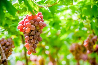 我的家乡涟水作文_涟水家乡风景介绍