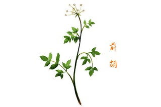 家乡的作文（描写家乡的作文）