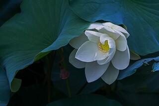 描写人物眼神的作文（描写人物眼神的优美句子）