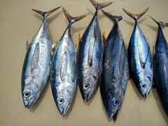 最新春节放假通知浙江_最新春节放假通知