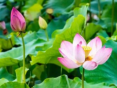 律师职业规范和职业道德