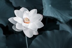 教师晋升职称述职报告怎么写_教师职称评定述职开场白